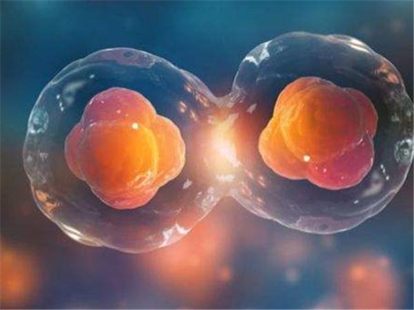 国内借卵试管代怀犯法吗【国内借卵试管代怀犯法吗？解析相关法律法规及风险】