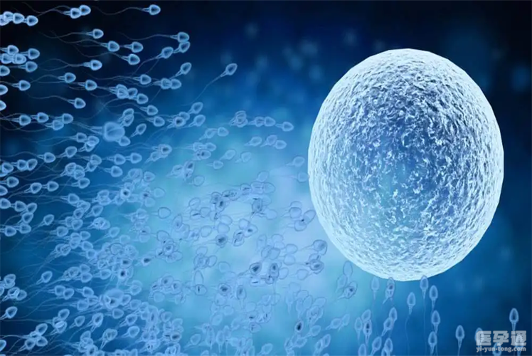 国内医院借卵试管代怀-国内医院借卵试管代怀:全面解读及相关风险分析